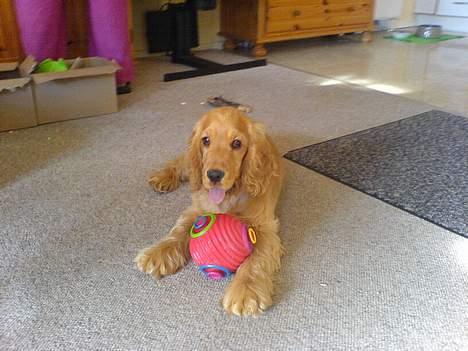 Cocker spaniel Frida billede 10