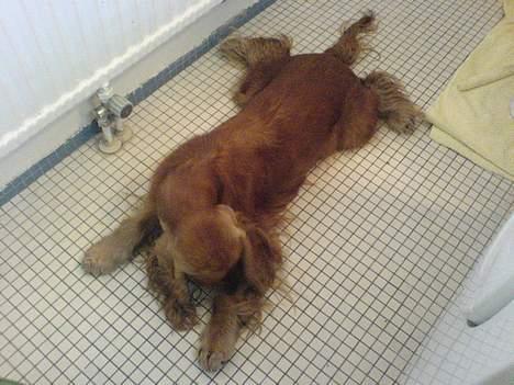 Cocker spaniel Frida billede 11