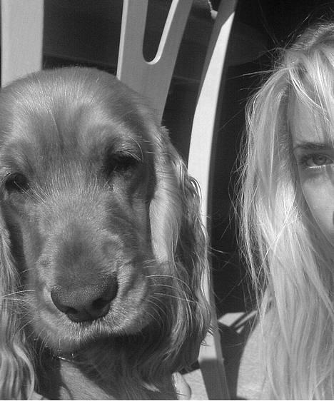 Cocker spaniel Frida billede 12