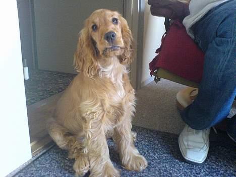 Cocker spaniel Frida billede 13