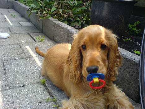 Cocker spaniel Frida billede 14