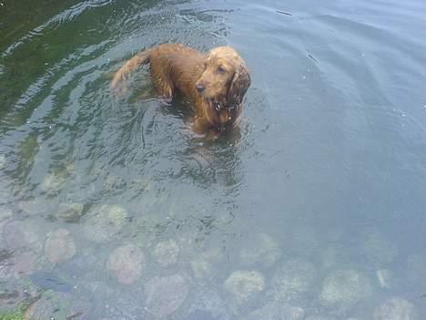 Cocker spaniel Frida billede 15