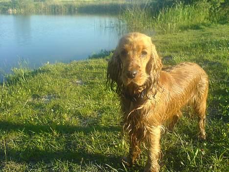 Cocker spaniel Frida billede 16
