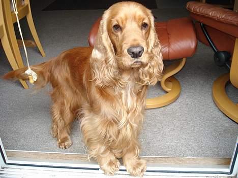 Cocker spaniel Frida billede 17