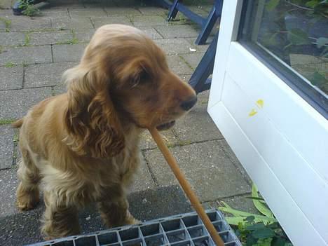 Cocker spaniel Frida billede 18