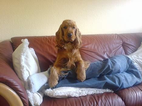 Cocker spaniel Frida billede 19