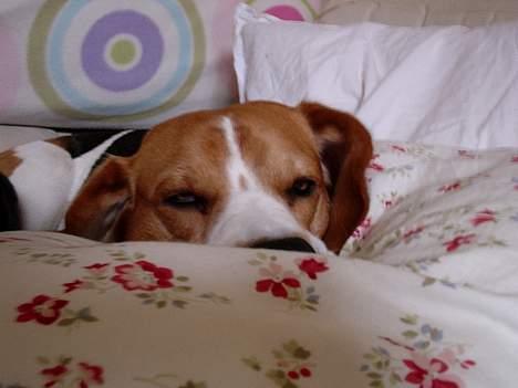 Beagle *Victor<3* billede 14