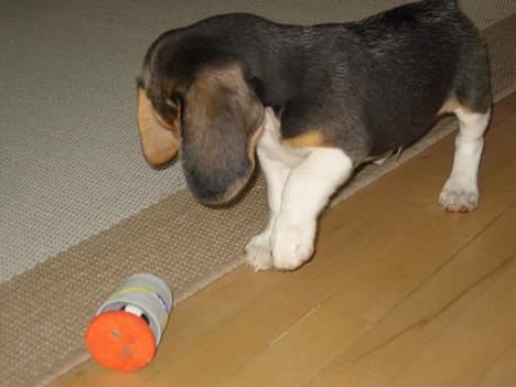 Beagle Hamanns Walther - Jaaaahh nyt legetøj. billede 6