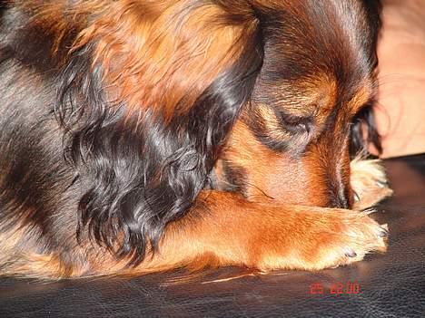 Gravhund Emma - Titte bøøøøøøøø billede 1