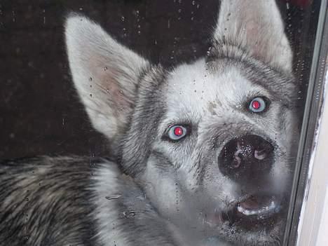 Siberian husky kela billede 13