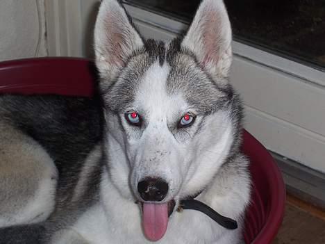 Siberian husky kela billede 14