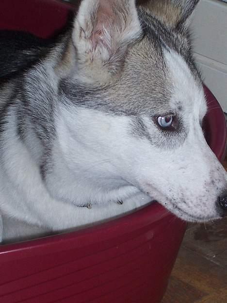 Siberian husky kela billede 15