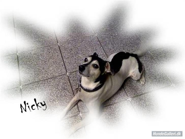 Dansk svensk gaardhund Nicky billede 1