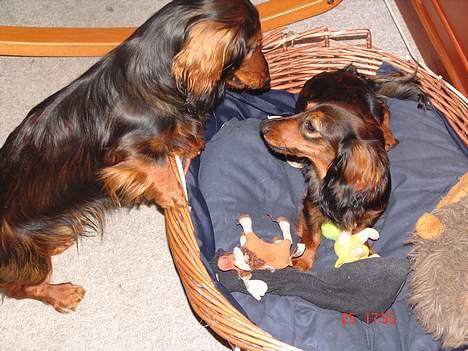 Gravhund Emma - Den kurv tar jeg kammerat..... billede 2