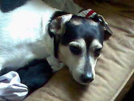 Dansk svensk gaardhund Nicky billede 2