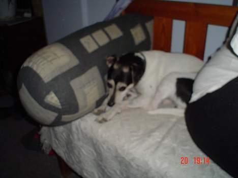 Dansk svensk gaardhund Nicky billede 3