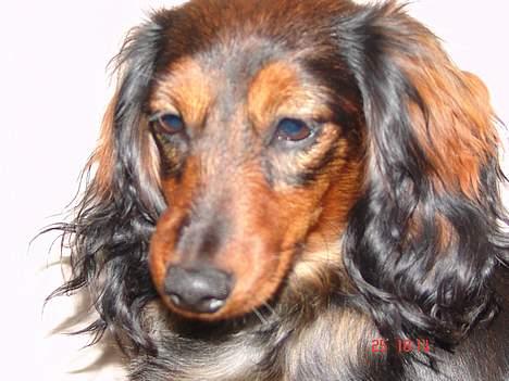 Gravhund Emma - Prinsesse Emma 8 mdr. gammel billede 3