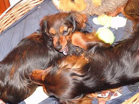 Gravhund Emma - Kan godt forsvare mig..... billede 4