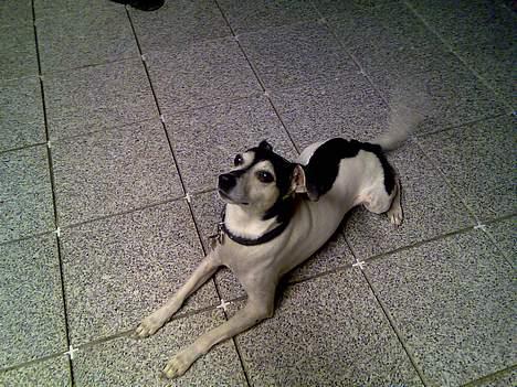 Dansk svensk gaardhund Nicky billede 4