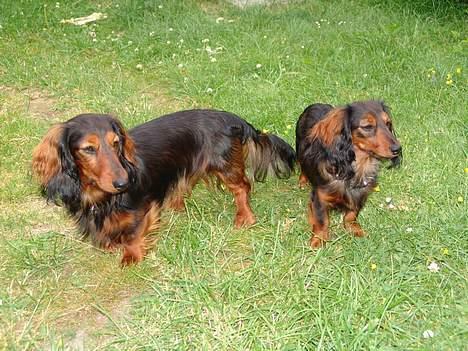 Gravhund Emma - Kærsten og mig ;o) billede 5