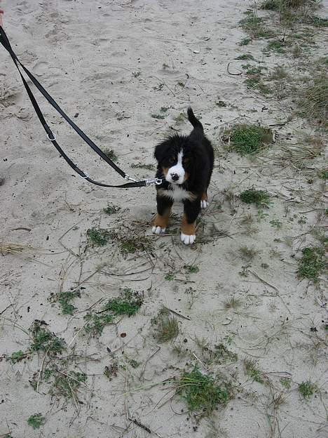 Berner sennenhund Ludvig - ´ Jeg går såå fint i snor .´ billede 6