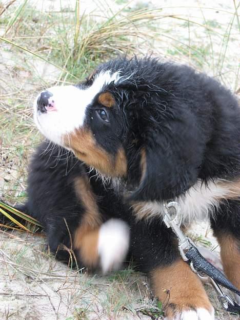 Berner sennenhund Ludvig - ´ org, det kløøør !´ billede 7