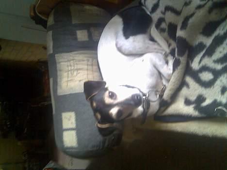 Dansk svensk gaardhund Nicky billede 5