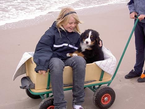 Berner sennenhund Ludvig - ´ Se min lækre numse´ xD billede 9