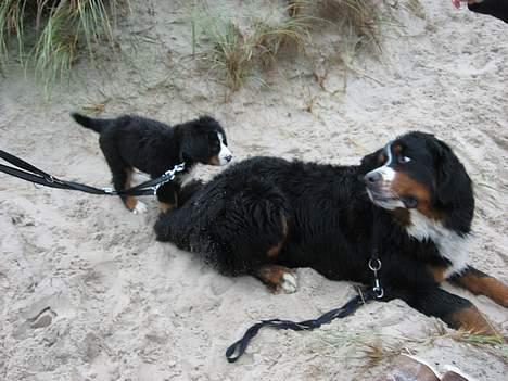 Berner sennenhund Ludvig - ´ Uuh, jeg er lille i forhold til den store hund !´ billede 10