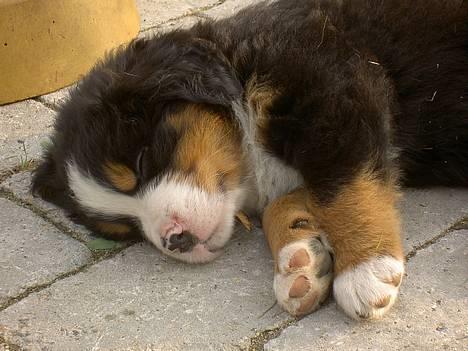 Berner sennenhund Ludvig - ´ Uhm, Mette smager godt ´ (: billede 11