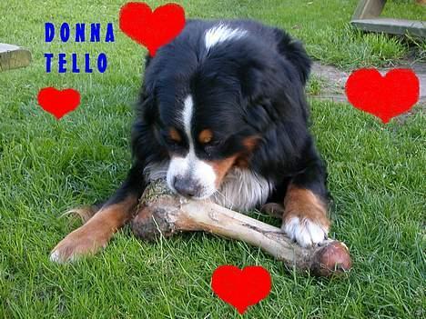 Berner sennenhund Donna Tello billede 17