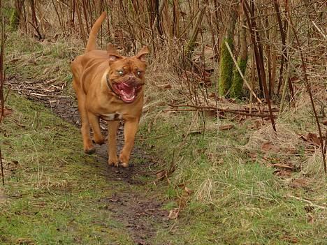 Dogue de bordeaux Freja - Død marts 2012. - nu skal jeg gi´ den fasan en omgang.... billede 16
