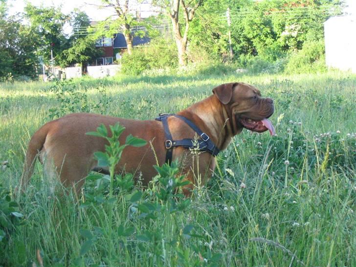 Dogue de bordeaux Freja - Død marts 2012. - Se se en flot pige billede 17