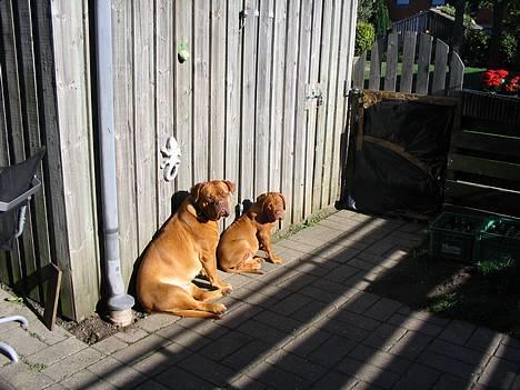 Dogue de bordeaux Freja - Død marts 2012. - Hvor skulle vi ellers få vores kulør fra? billede 18