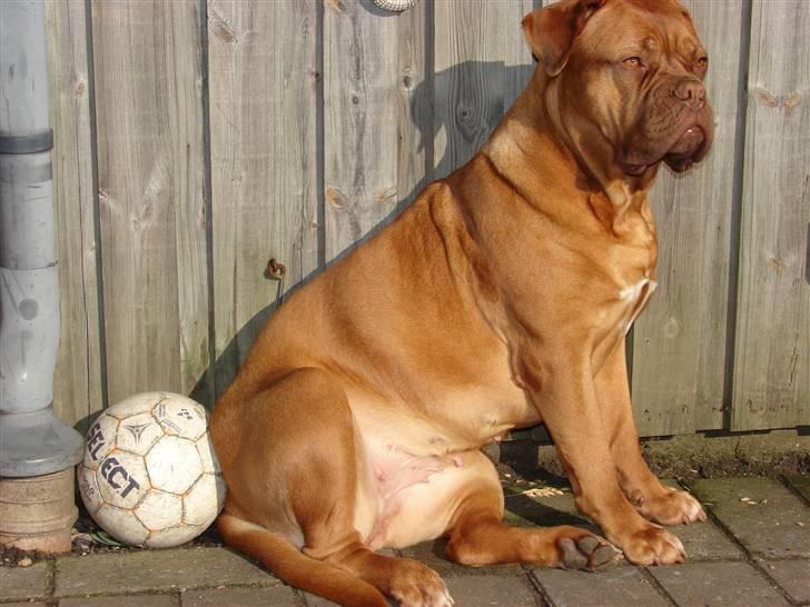 Dogue de bordeaux Freja - Død marts 2012. - det er da landsholdets nye maskot billede 19