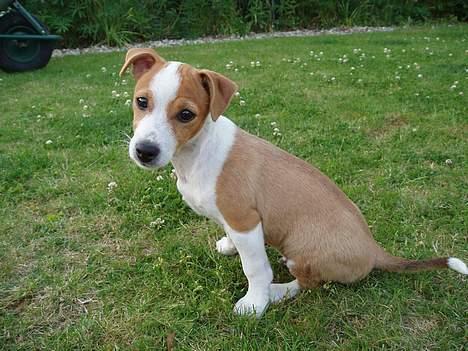 Blanding af racer Tazz - Død 20-02-07 - Hej mor :-) billede 19