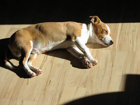 Blanding af racer Tazz - Død 20-02-07 - Shhh ligger lige og sover billede 20