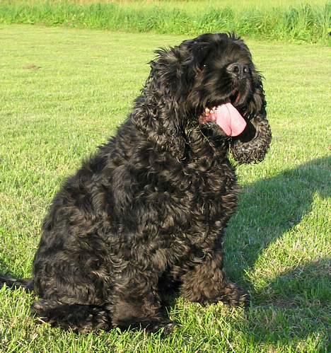 Amerikansk cocker spaniel Eddie - Foto:schnauzerpower.dk billede 1