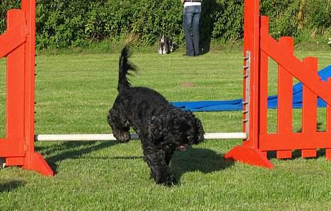 Amerikansk cocker spaniel Eddie - Foto:schnauzerpower.dk billede 2