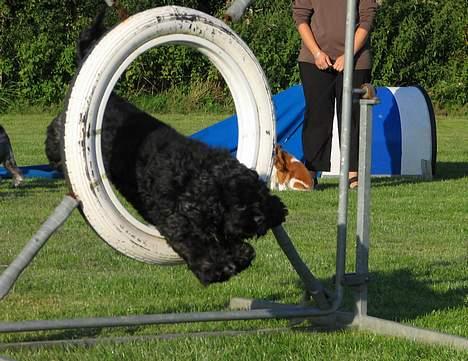 Amerikansk cocker spaniel Eddie - Foto:schnauzerpower.dk billede 3