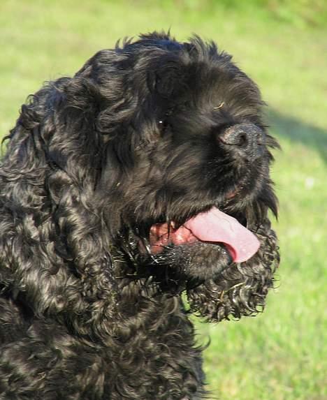 Amerikansk cocker spaniel Eddie - Foto:schnauzerpower.dk billede 4