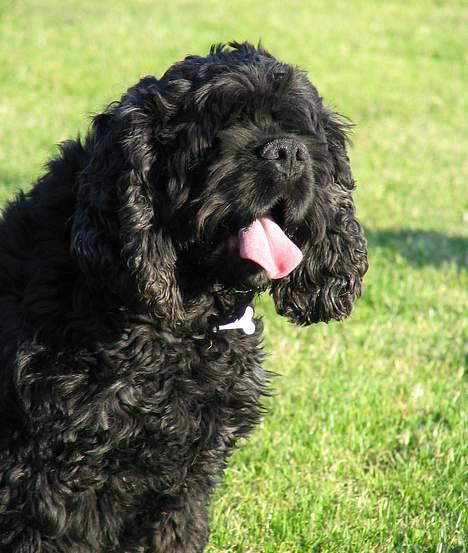 Amerikansk cocker spaniel Eddie - Foto:schnauzerpower.dk billede 5