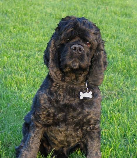 Amerikansk cocker spaniel Eddie - Foto:schnauzerpower.dk billede 6
