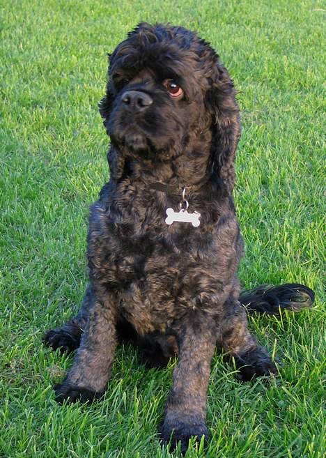 Amerikansk cocker spaniel Eddie - Foto:schnauzerpower.dk billede 7