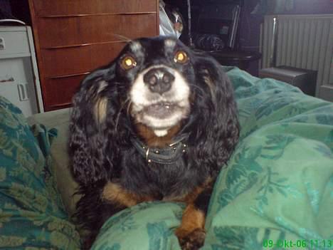 Gravhund Nubber - Her synger jeg for mor. hihi. billede 8