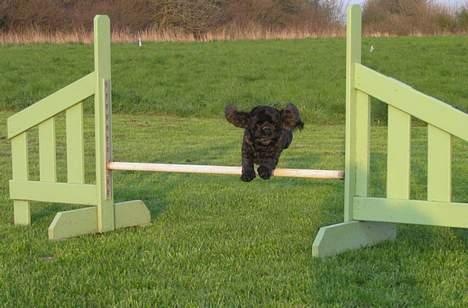 Amerikansk cocker spaniel Eddie - Foto:schnauzerpower.dk billede 8