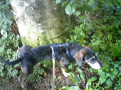 Gravhund Gandalf. - Træet trives. billede 13