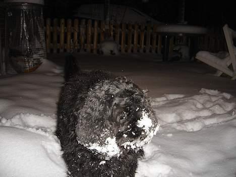 Amerikansk cocker spaniel Eddie billede 9