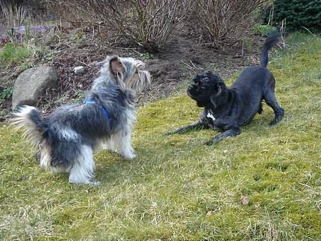 Amerikansk cocker spaniel Eddie billede 10