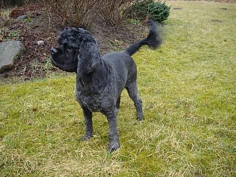 Amerikansk cocker spaniel Eddie billede 11